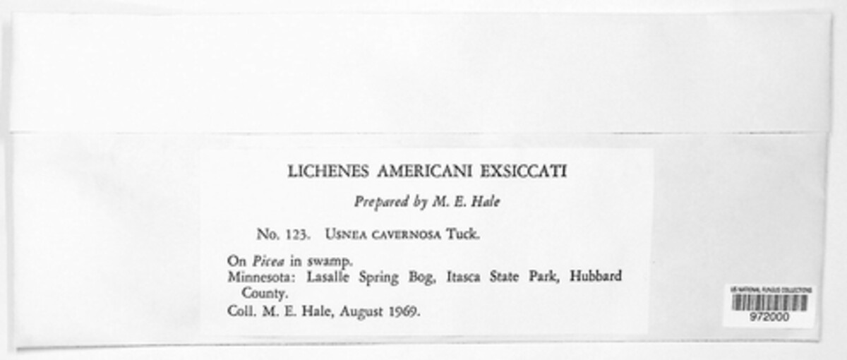 Usnea cavernosa image